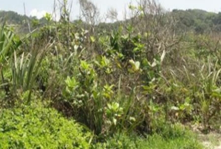  Figura 08.  Vegetação de escrube com continuidade para Floresta Ombrófila de Terras Baixas, com presença maior de arbustos.