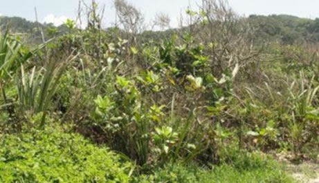  Figura 08. Vegetação de escrube com continuidade para Floresta Ombrófila de Terras Baixas, com presença maior de arbustos.
