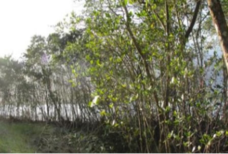  Figura 04.  Vegetação de manguezal perturbado nos fundos de um estacionamento.  Ao fundo as águas do Canal de Bertioga.  Espécimes de Rizophora mangle, Laguncularia racemosa e Avicennia schauerianna.